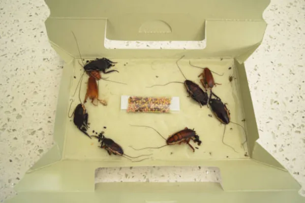 Cockroaches Control Service