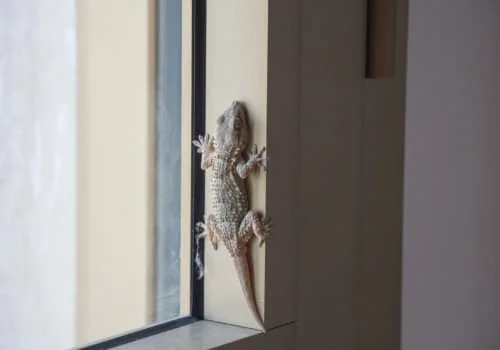 lizard pest control service