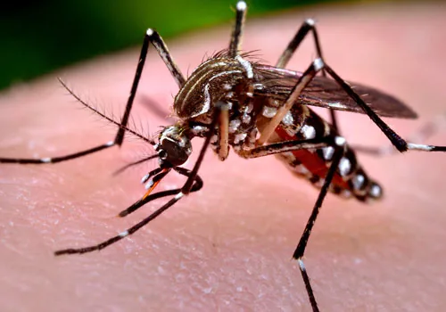 Ants Control