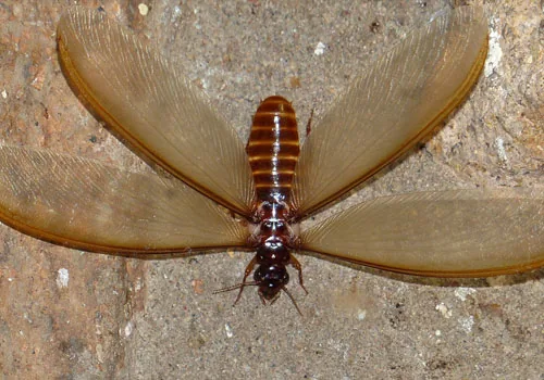 Termite Control