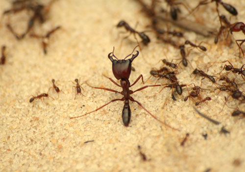 Mosquito Control