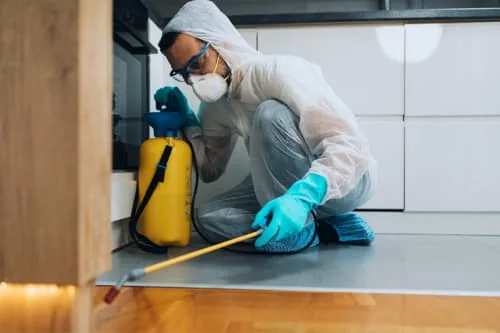 ants pest service