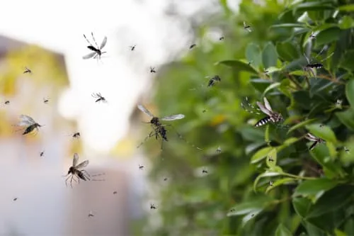 mosquitoes pest service