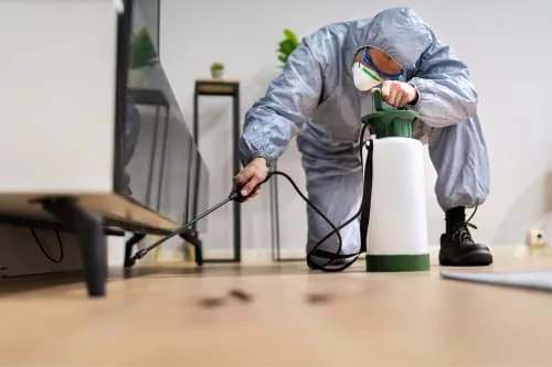 termite pest service
