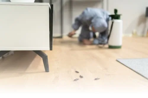 Tick Pest Control