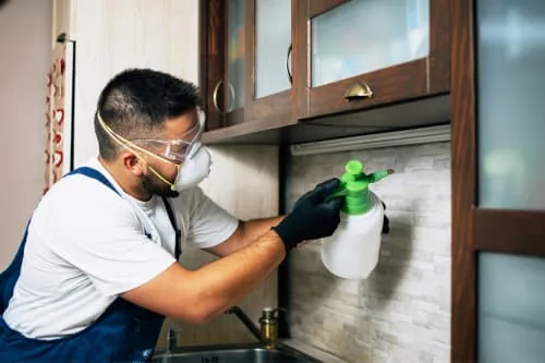 wood borer pest service
