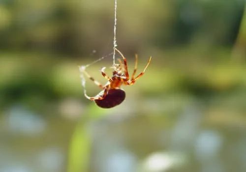 Spider control