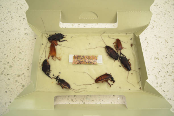 Cockroaches Control Service
